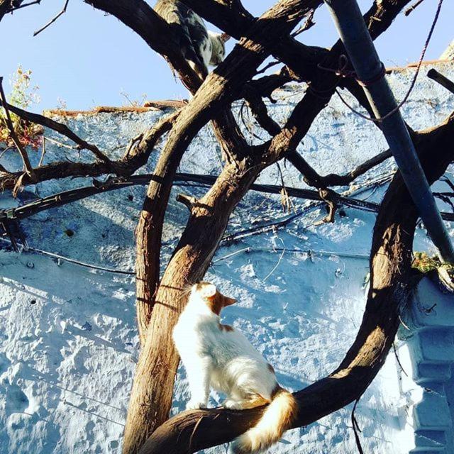 Casa Plasa Grande Chefchaouen Buitenkant foto